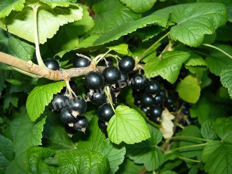 Смородина черная Багира