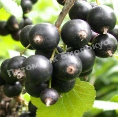 Смородина черная Башкирский великан