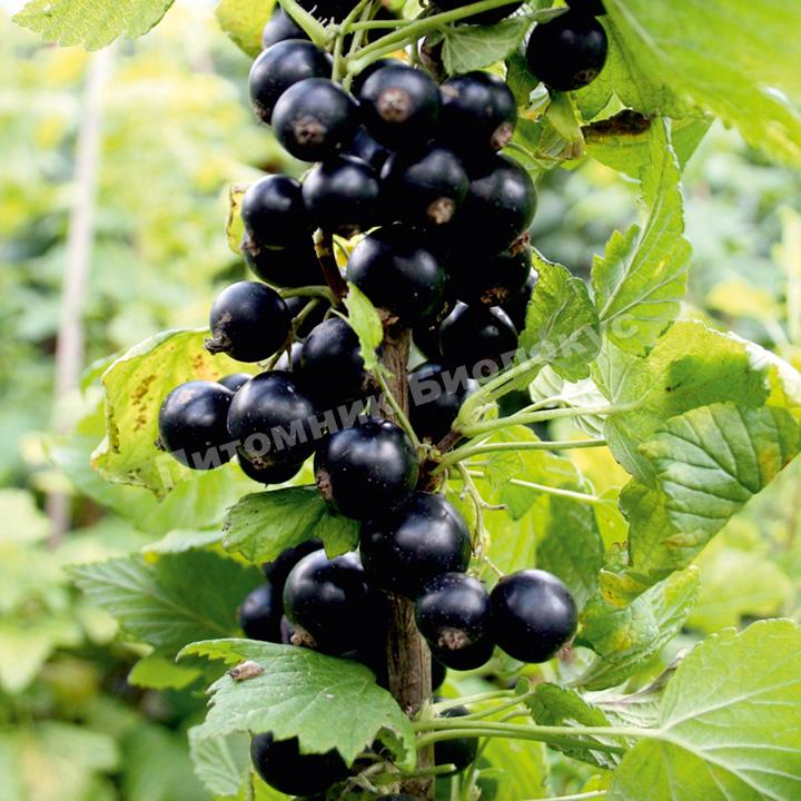 Смородина черная Cassissima Noiroma (Ноирома)