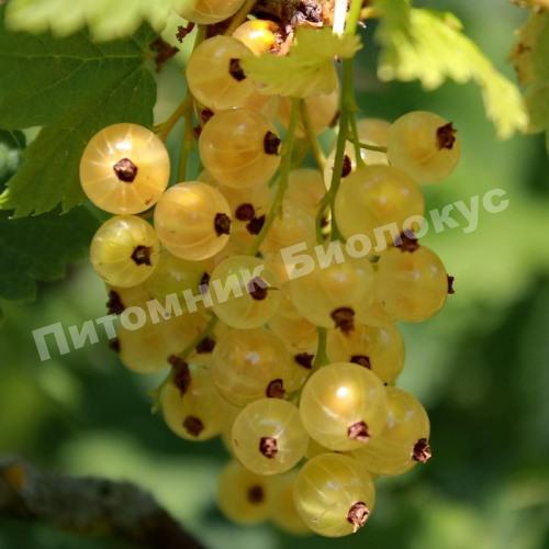 Смородина Голландская белая
