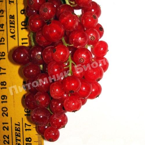 Смородина красная Глаз Дракона