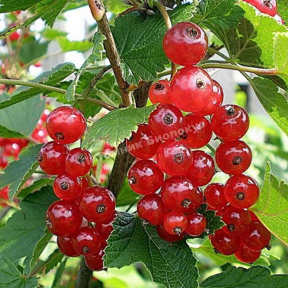 Смородина красная Версальская красная