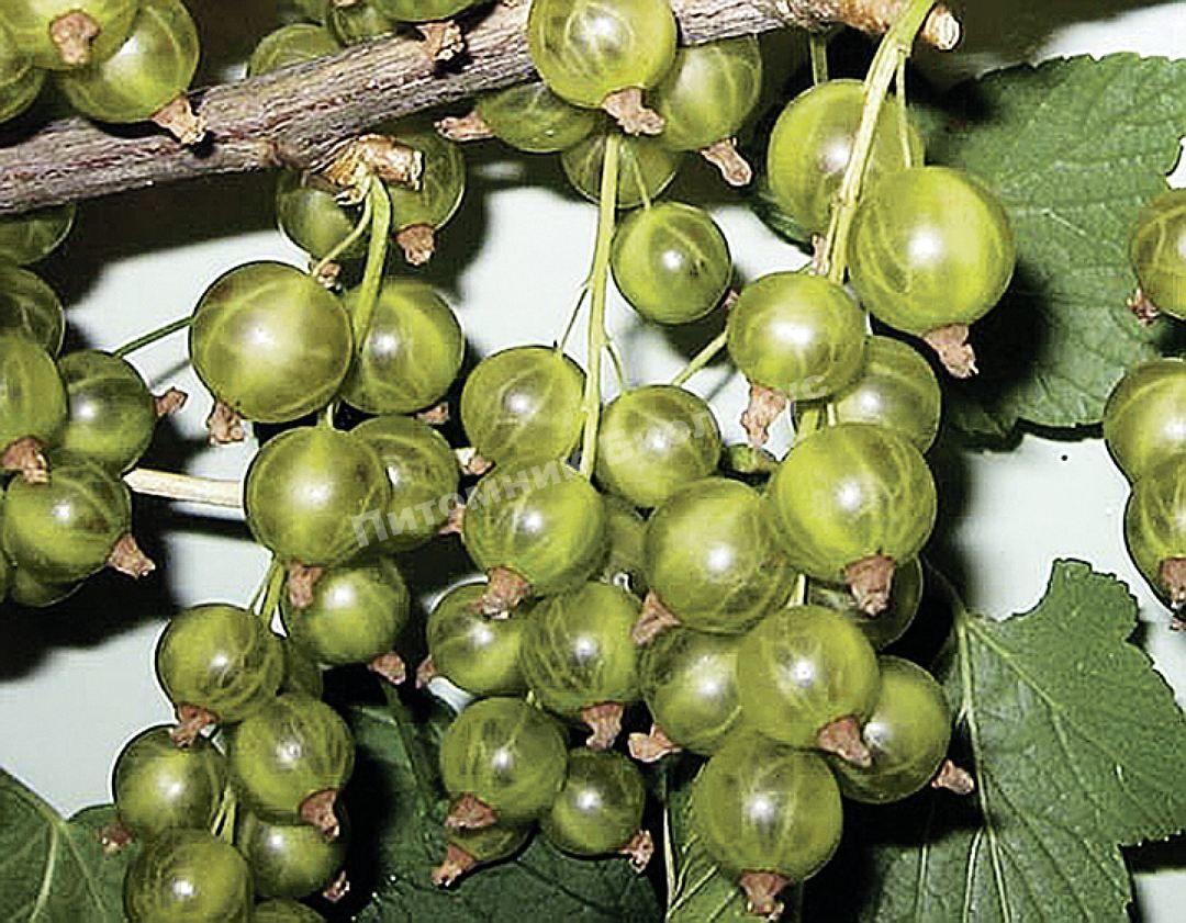 Смородина зеленая Изумрудное ожерелье