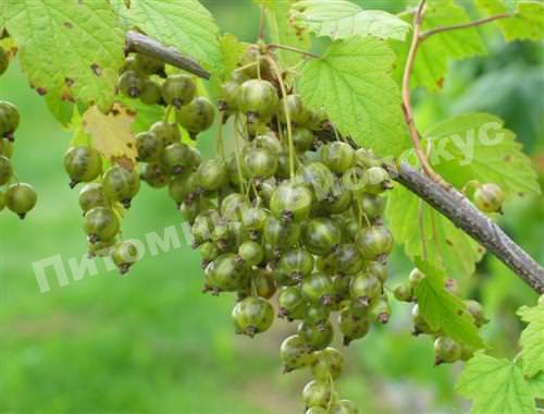 Смородина зеленая Снежная королева