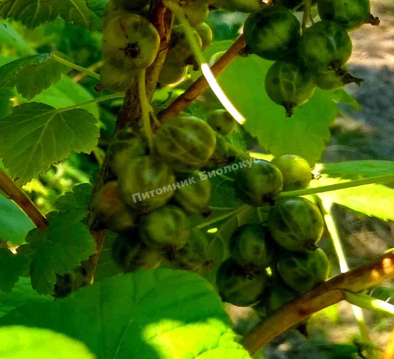 Смородина зеленая Золото Инков