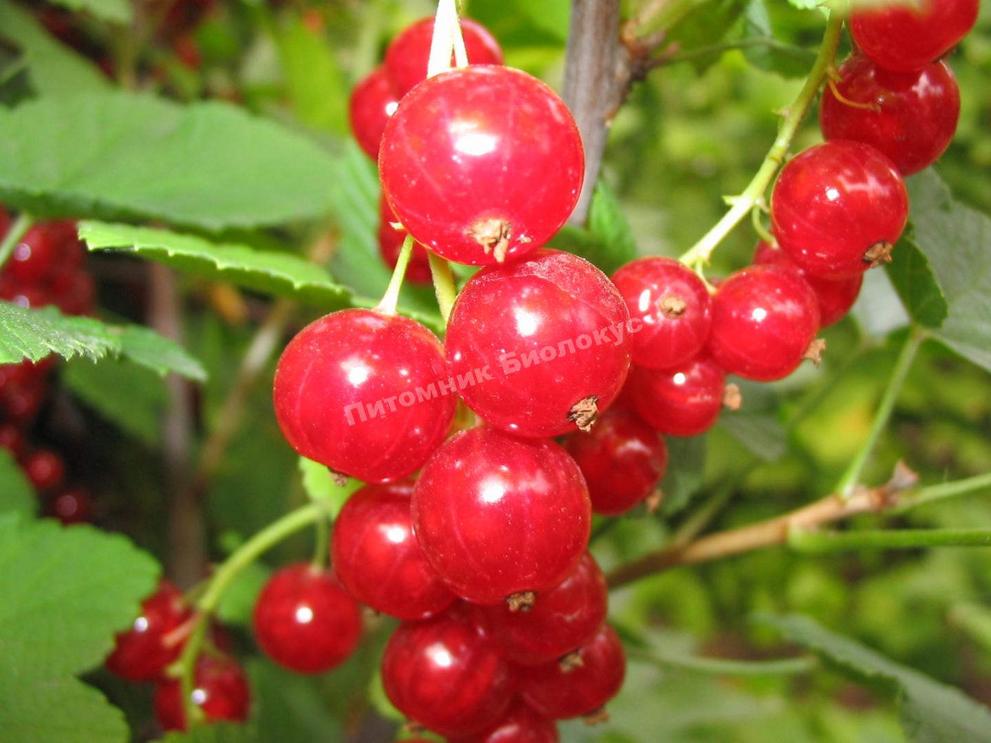 Смородина золотистая Кишмишная малиновая