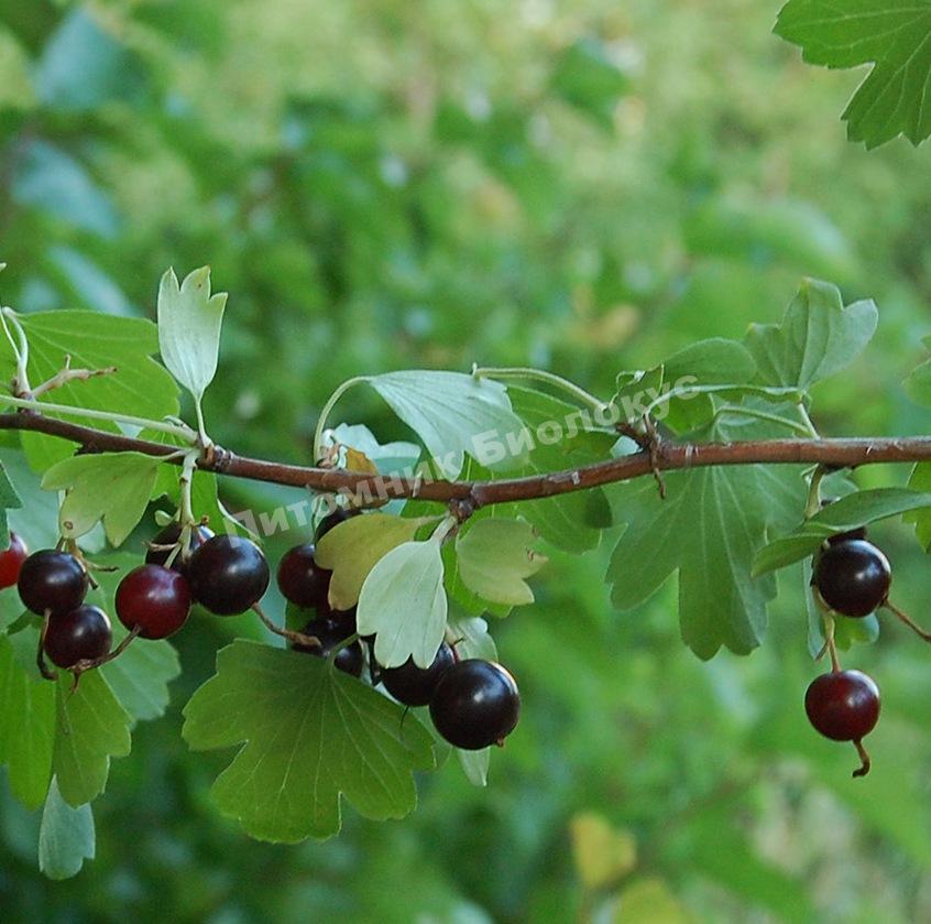 Смородина золотистая Драгунская