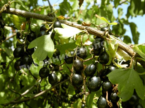 Смородина золотистая Изабелла