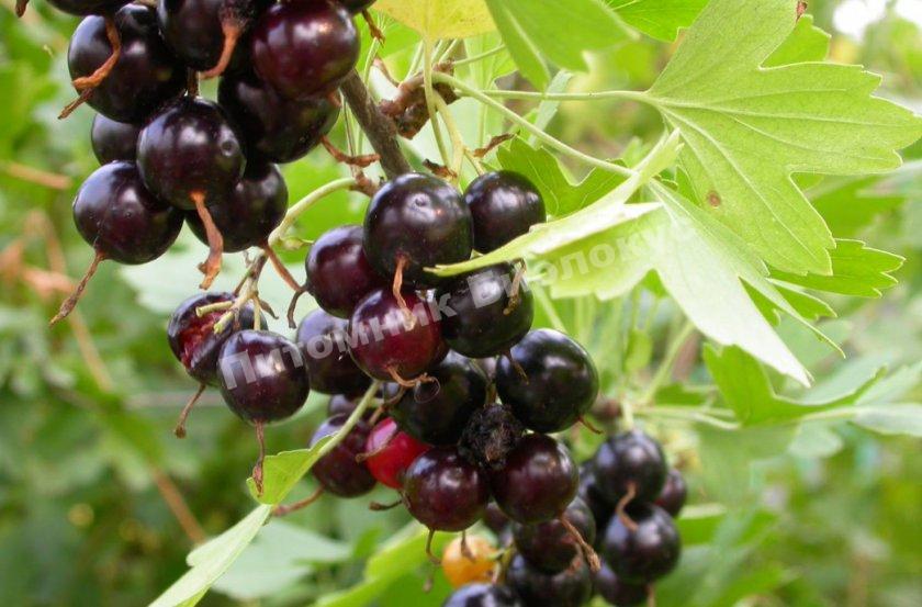 Смородина золотистая Кишмишная