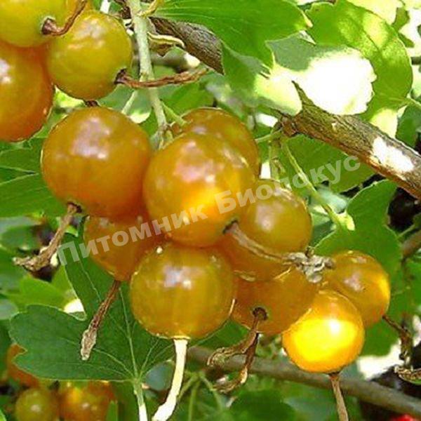 Смородина золотистая Медовый спас