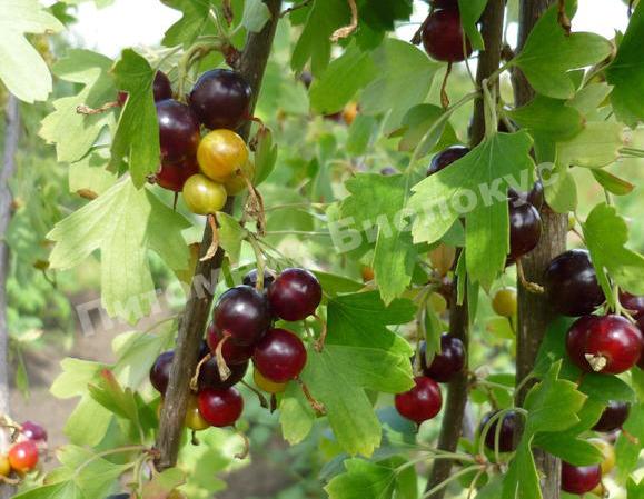 Смородина золотистая Шафак