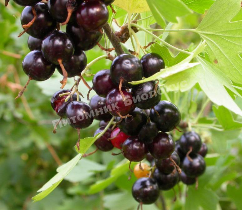 Смородина золотистая Узбекская (Узбекистанская крупноплодная)