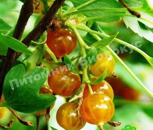 Смородина золотистая Золотая гроздь