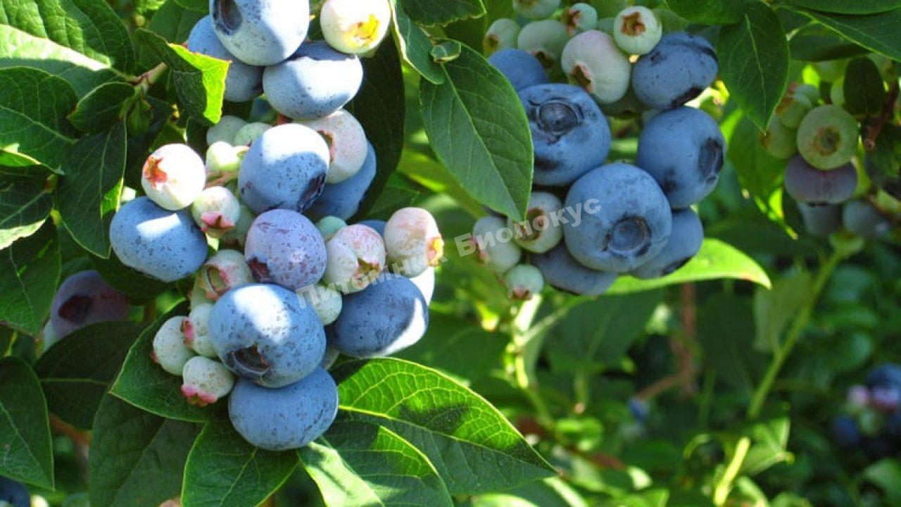 Голубика Дарроу