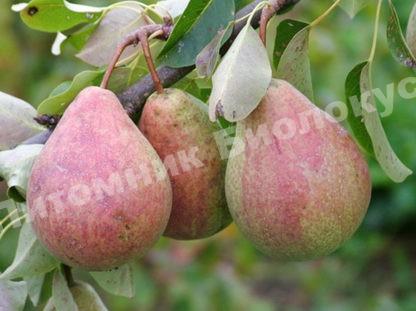 Сорт груши Бергамот