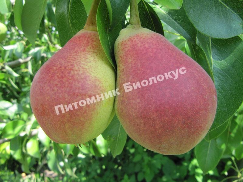 Груша Любимица Клаппа