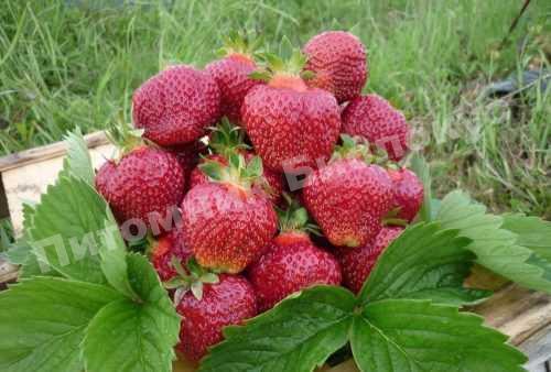 Клубника Хуми Гранде