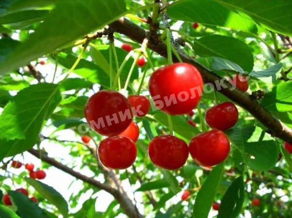 Вишня войлочная Уголёк