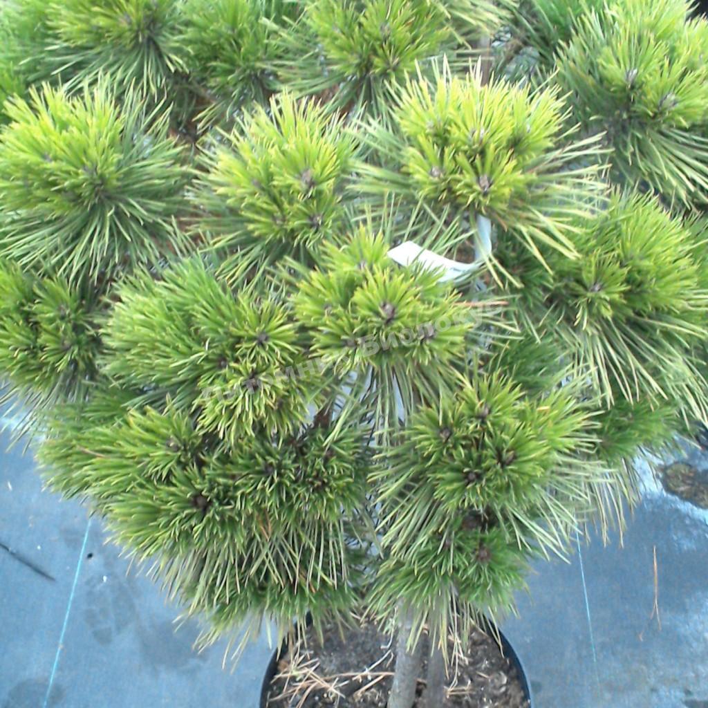 Сосна черная Глобоза