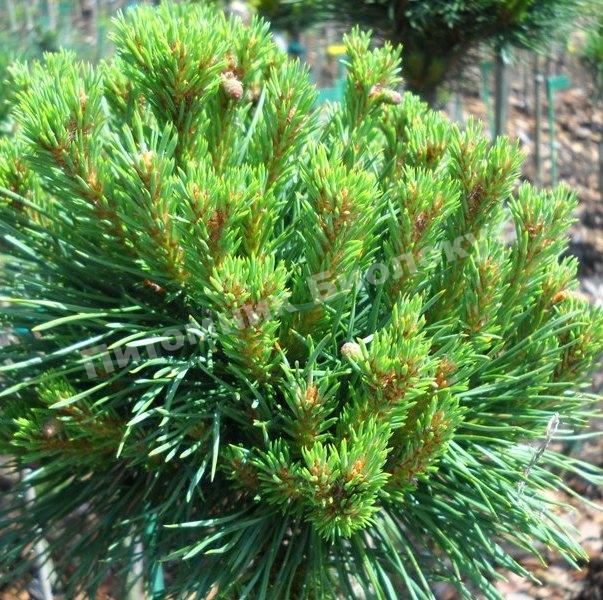 Сосна обыкновенная Сандрингхэм