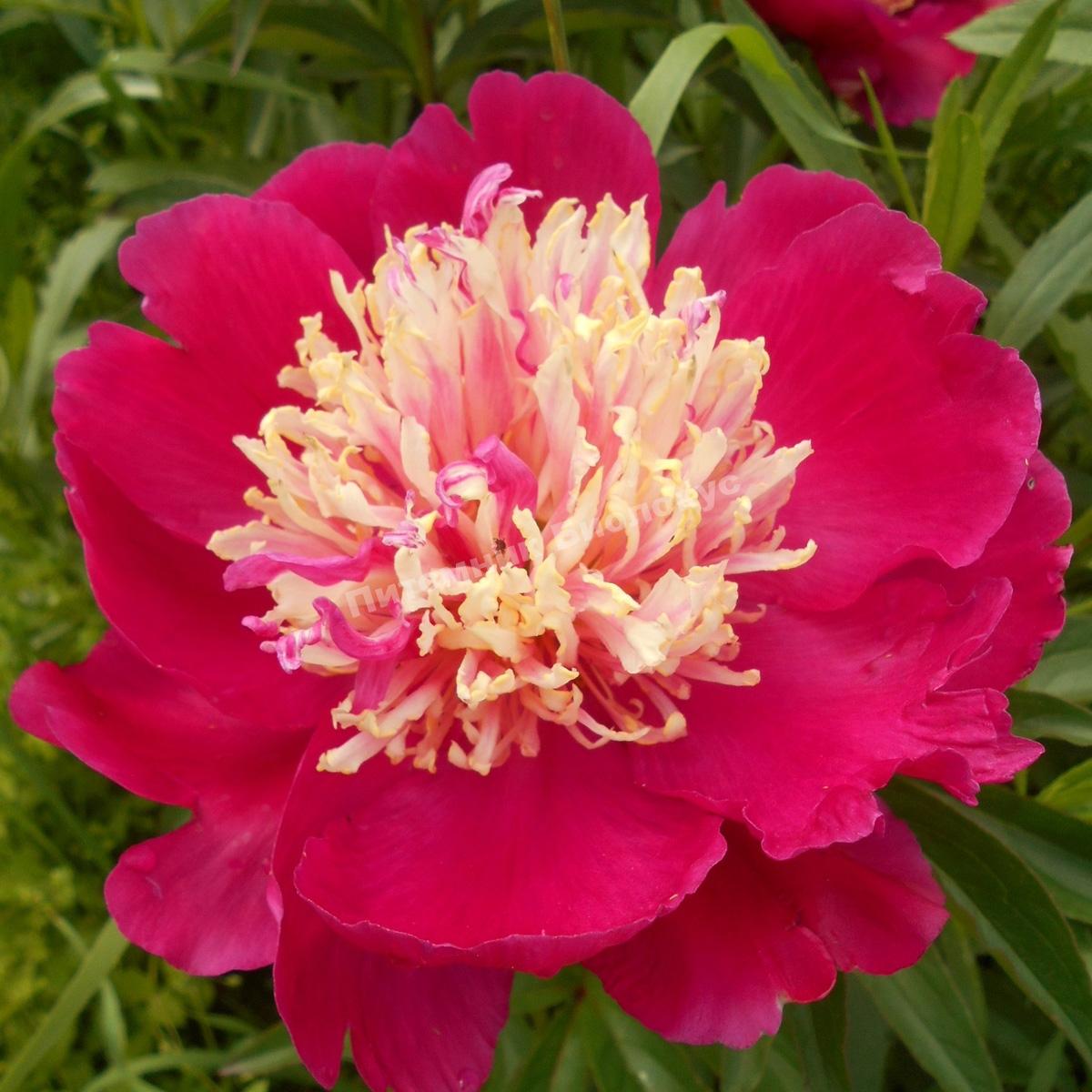 Пион травянистый Спиффи