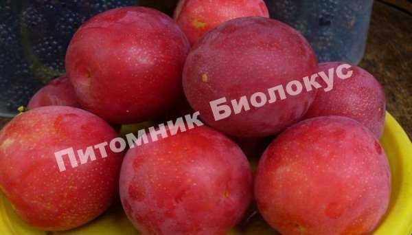 Алыча Ариадна