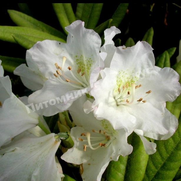 Рододендрон Сент Мишель