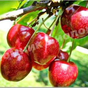 Колоновидная черешня Сюрприз