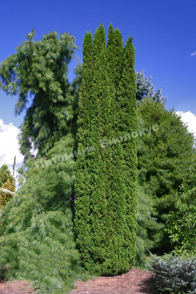 Туя западная Дегрут Спайр