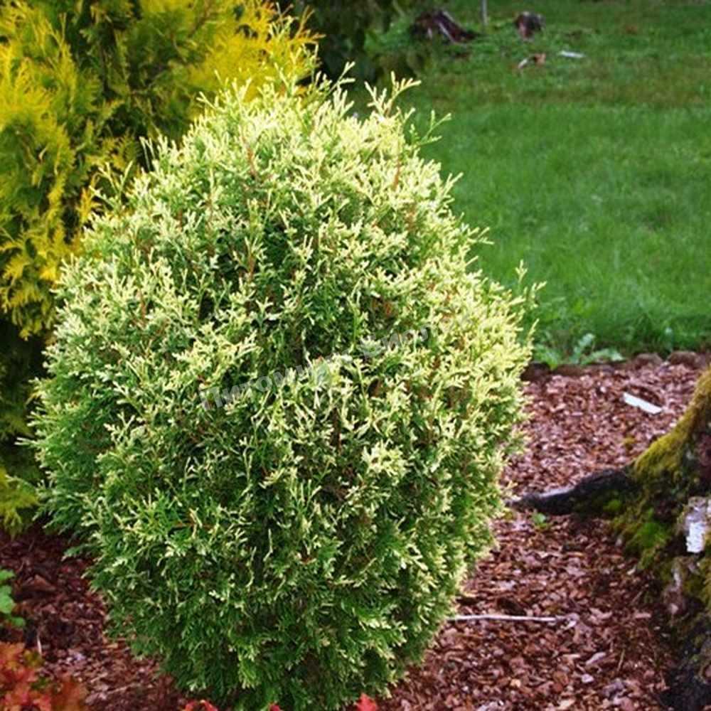 Туя западная Голд Перл