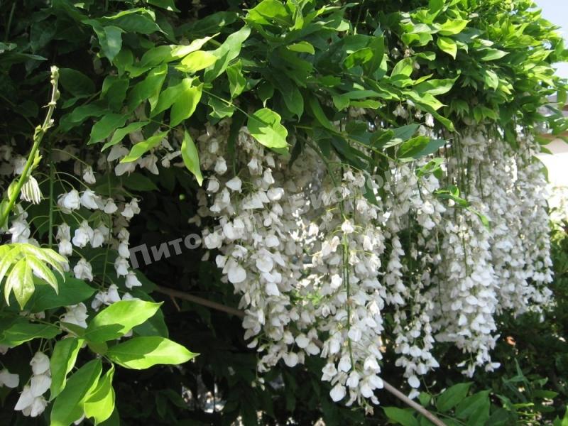 Глициния Нивея