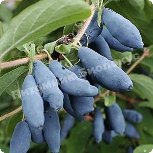 Жимолость камчатская Томичка