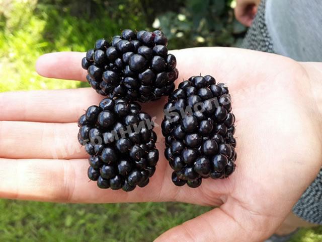 Ежевика Трипл Краун