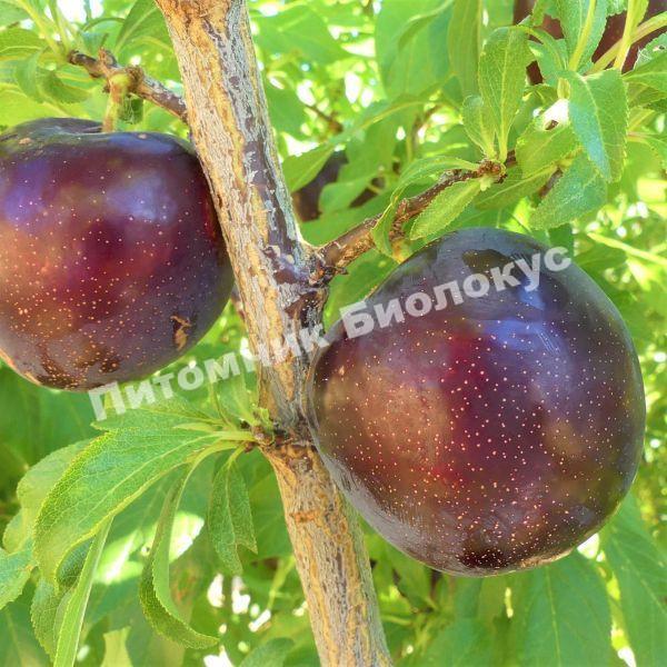 Алыча Крымская заря