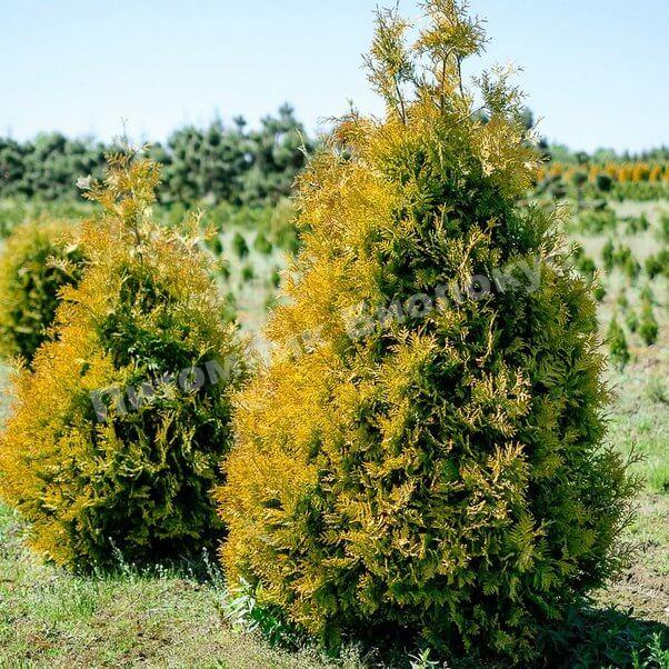 Туя западная Санкист