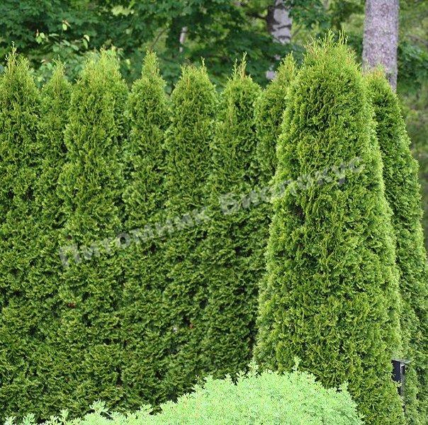 Туя западная Брабант