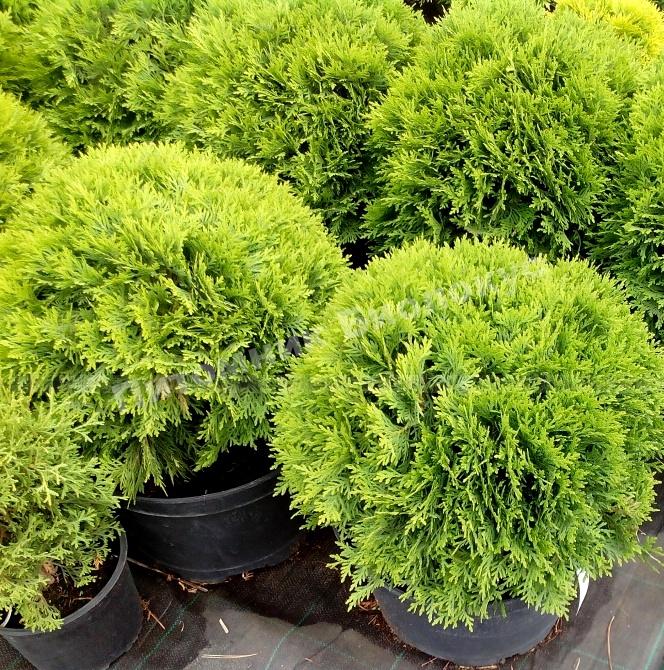 Туя западная Аннек