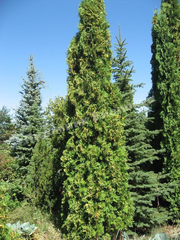 Туя западная колоновидная