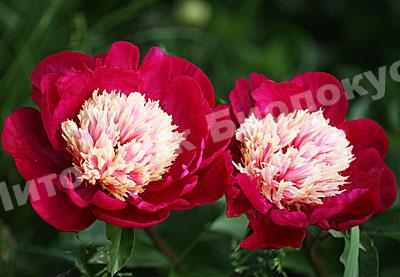 Пион травянистый Вайт Кэп