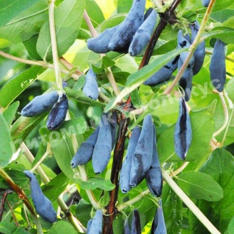 Жимолость Бархат