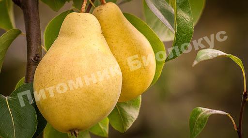Груша Киффер