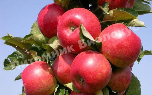 Яблоня Арбат