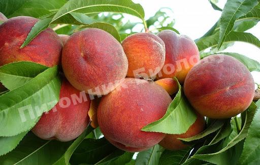 Персик Ред Хейвен