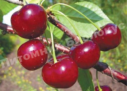 Вишня Шубинка