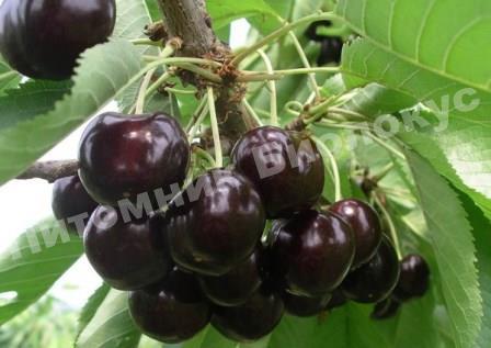 Черешня Ленинградская черная
