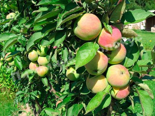 Яблоня Президент