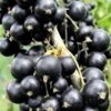 Смородина черная Сладкая