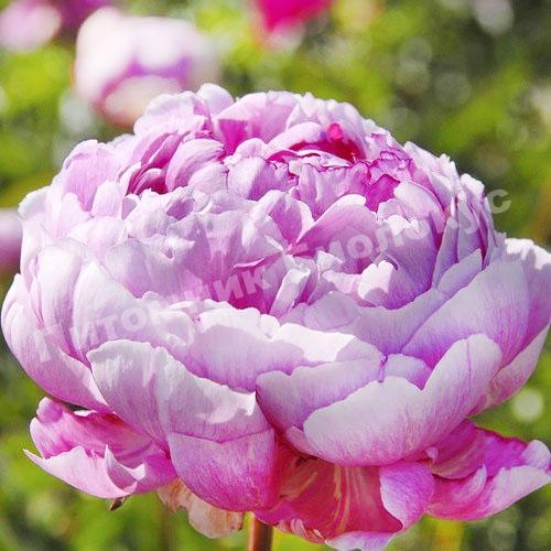 Пион травянистый Александр Флеминг