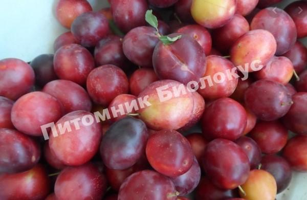 Алыча Красавица 51