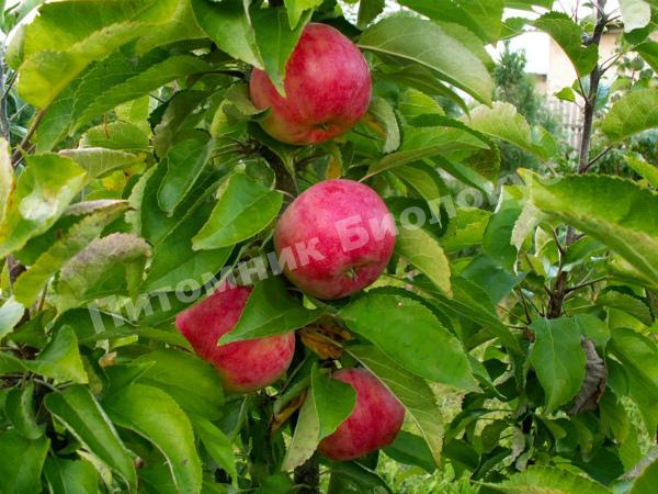 Яблоня Васюган